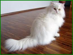Di temukan dalam wikipedia bahwa muezza atau muʿizza adalah nama kucing favorit salah satu sahabat nabi yaitu abu hurairah. Nama Kucing Betina Cara Golden