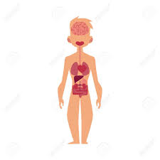 However, there is no universally standard definition of what constitutes an organ, and some tissue groups' status as one is debated. Vector Flat Structure Of The Human Body Anatomy Male Internal Organs Brain Heart Lungs Liver Kidney Digestive System Isolated Illustration On A White Background Royalty Free Cliparts Vectors And Stock Illustration