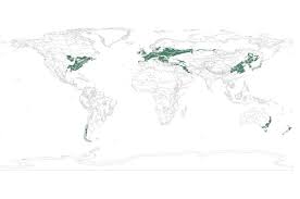 Temperate broadleaf and mixed forests trees in autumn colors in lazovsky state nature reserve, which is now considered one of the most important nature reserves in russia. Temperate Broadleaf And Mixed Forest Ecology Pocket Guide