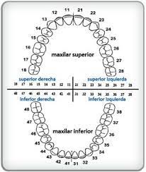Cuantos Dientes Tenemos Y Los Ninos Caballero Dental Clinic
