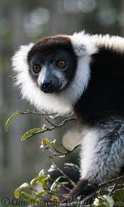 Lemuren In Madagaskar Tierische Fotos Madagascar Animals Wild Animals Photography Animal Photography