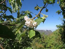 Image result for Dombeya torrida