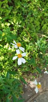 Free Free Native Flower Svg 20 SVG PNG EPS DXF File