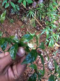 Image result for Mostuea brunonis