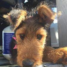 Check spelling or type a new query. Zsuzse Airedales Home Facebook