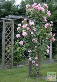 L Entretien Des Rosiers En Hiver Entretien Rosier Jardins Et Jardinage