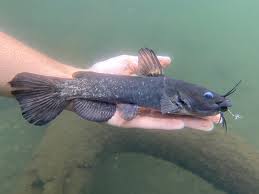 Image result for Agelanthus sp. aff. A. brunneus