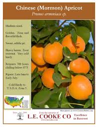 Chinese mormon apricot tree produces heavy crops of medium, yellow to orange fruit with excellent flavor and texture very early in the growing season. Apricots