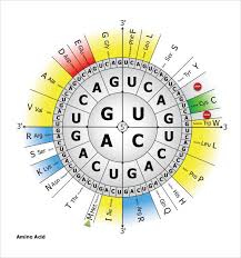 Sample Amino Acid Chart 16 Free Documents Download In