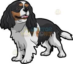 Black And Tan Cavalier With White An Adorable Cavalier King Charles Spaniel Pet Dog Cavalier King Charles Spaniel Tricolor King Charles Dog Cavalier King Charles Spaniel