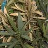 Oleander schneiden, überwintern und vermehren. 1