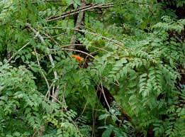 Image result for Tecomaria nyassae