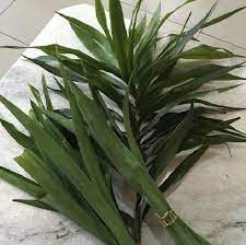 Diajukan untuk memenuhi tugas mata kuliah kimia umum. Membuat Pewarna Alami Makanan Yang Menyehatkan Dari Daun Suji Kabartani