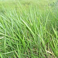 Image result for Melinis minutiflora