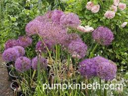 Image result for Angraecum moandense