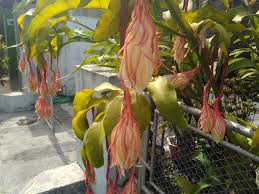 (100) misteri mekarnya bunga wijaya kusuma.yang aku tanam di dalam rumah ku. Wijayakusuma Ratu Malam Pembawa Berkah Raja Raja Jawa Merdeka Com