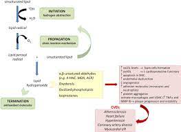 Lipoxidation In Cardiovascular Diseases Sciencedirect