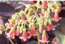 Image result for Kalanchoe hametiorum