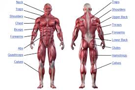 The pectoralis major and minor. Muscle Anatomy Human Anatomy Chart