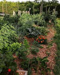 Informations Pratiques Pour Le Jardin Les Semis Comment Bien Reussir Vos Semis Les Fruits Du Quebec Arbres Arbustes Et Plantes Fruitiers Du Plants