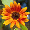 Common sunflower red sunflower coreldraw, sunflower color, purple, flower arranging, color red and yellow flowers and brown fence art, sunflowers common sunflower, sunflower garden. Https Encrypted Tbn0 Gstatic Com Images Q Tbn And9gcrhaqobpvamcefgjckdjwbr Azkia0jdkgprfrnqcsre8t748wz Usqp Cau