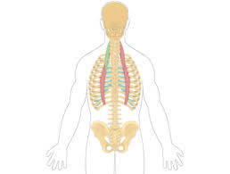 Servier medical art by servier is licensed under a creative commons attribution 3.0 unported license you are totally free to use servier medical art images as you want. Back Muscles Anatomy Muscles That Act On The Back