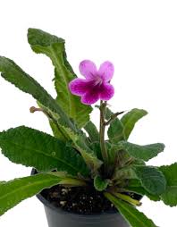Image result for Streptocarpus kamerunensis