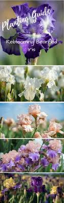 Leave the healthy older portions of the plant intact. 28 Reblooming Bearded Iris Ideas Bearded Iris Iris Bloom