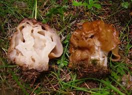 Gambar pemandangan gunung menjadi salah satu pilihan favorit saat akan menggambar ataupun mewarnai. Garis Raksasa Besar Raksasa Gyromitra Gigas Seperti Apa Cendawan Di Mana Dan Bagaimana Ia Tumbuh Adakah Mereka Boleh Dimakan Atau Tidak