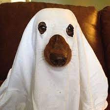 Ghost Diy Dog Costumes Diy Pet Costumes Pet Halloween Costumes