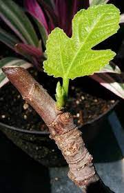 You won't believe how big and. My Fig Tree Propagation From A Cutting Gardening