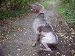 Image result for slovenský ohař hrubosrstý