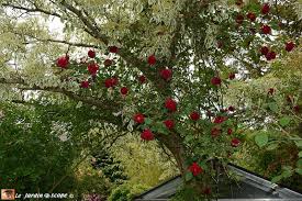 Seance Speciale Dans Le Jardin D Andre Eve Le Jardinoscope Toute La Flore Et La Faune De Nos Parcs Et Jardins Parc Et Jardin Jardins Flore