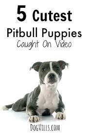 5 Cutest Pitbull Puppies Caught On Video Dogvills Pitbull Puppies Cute Pitbull Puppies Pitbulls