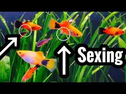Do I Have A Male And Female Platy Here? : R/Aquariums