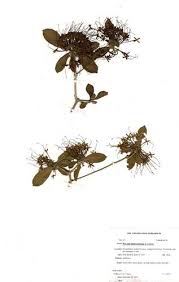 Image result for Hunteria zeylanica