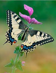 Banco De Imagenes Gratis Com Flores Silvestres Criaturas Hermosas Fotos De Mariposas Imagenes