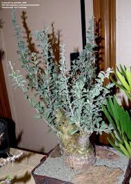 Image result for Sesamothamnus lugardii