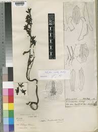 Image result for Eulophia nyasae