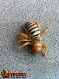 The jerusalem cricket falls in the same suborder of ensifera as do all weta. The Bizarre Looking Jerusalem Cricket Is Becoming A More Common Pest Of Homes In Arizona Where They Are Often Mistaken For Spiders