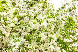 Just chop the sprout off (unless you want to eat it—take a taste to can i plant a sprouted garlic bulb and grow fresh garlic? Sprout Growing Plant Flowers Grow Sprouts Fresh Young Spring Plants Pxfuel