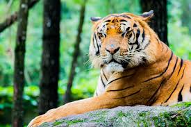 حديقة سفاري بونشاك أنشطة مثيرة في تامان سفاري اندونيسيا الرحالة