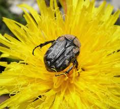 Image result for Tropinota hirta