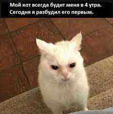 Не буди спящего / зло :: кот / смешные картинки и другие приколы: комиксы,  гиф анимация, видео, лучший интеллектуальный юмор.