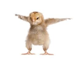 Birds That Lay Eggs On The Ground Uk 10 Steps To Beginner Esl Lesson Plans That Get Your Students Off The Ground Chickens Backyard Best Egg Laying Chickens Egg Laying Chickens