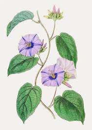 Image result for Ipomoea tuberculata