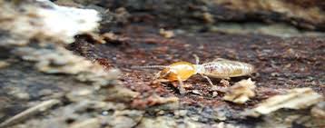 We can come out and assist with pest control for ant. The Importance Of Regular Termite Inspections Exipest Pest Control