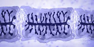 Image result for Beef Tapeworm