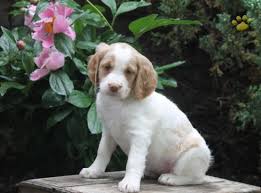 We live in northwestern pa near. Lexi Brittany Spaniel Puppy For Sale In Christiana Pa Happy Valentines Day Happyvalentinesday2016i