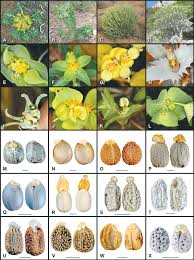 Image result for Euphorbia crebrifolia